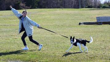 Une personne promène un chien en laisse dans un champ herbeux, avec un banc en arrière-plan.