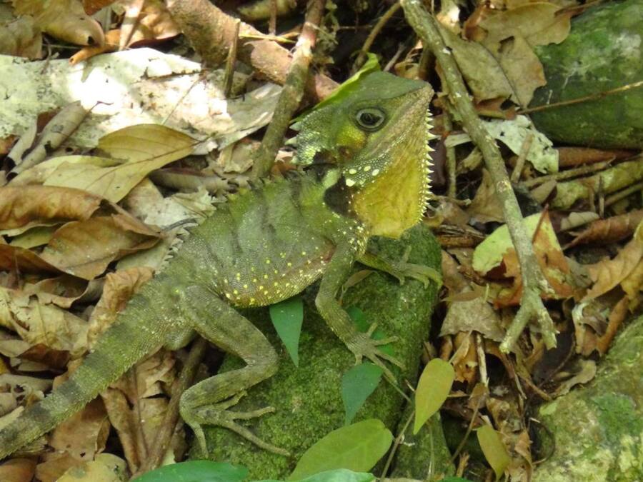 A lizard on a leaf-covered ground.