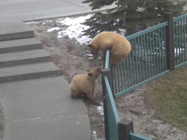 Two bears on a concrete staircase next to a metal fence.