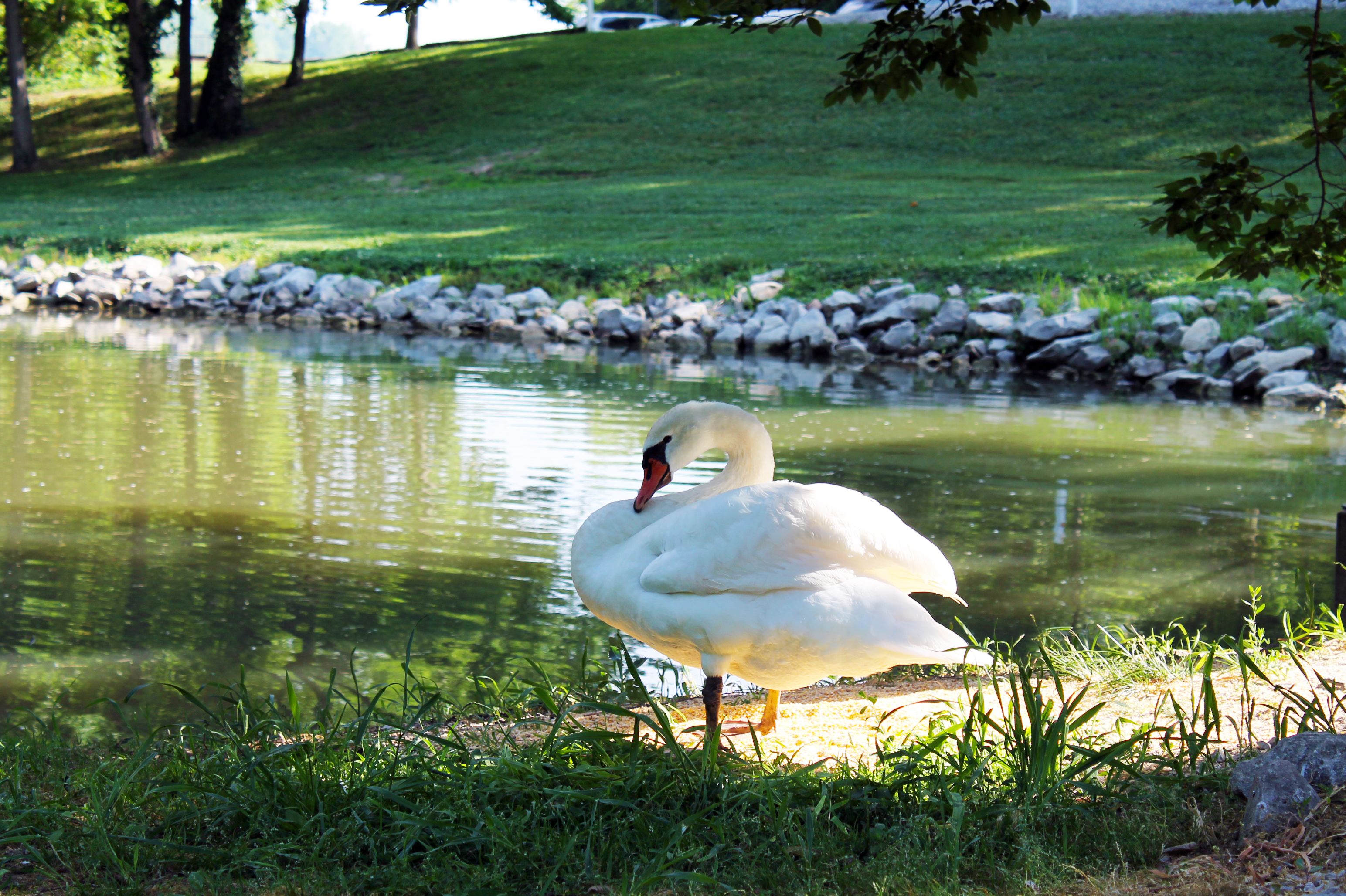 Un cygne se tient près d’un étang paisible, avec une zone herbeuse et des rochers en arrière-plan.