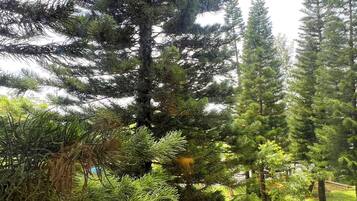 A dense forest of coniferous trees with a clear sky above.