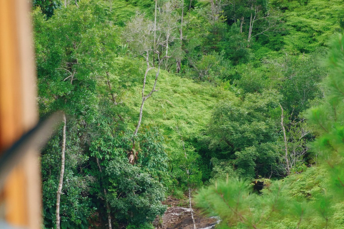 Un paisaje exuberante y verde con un arroyo, visto desde una estructura de madera.