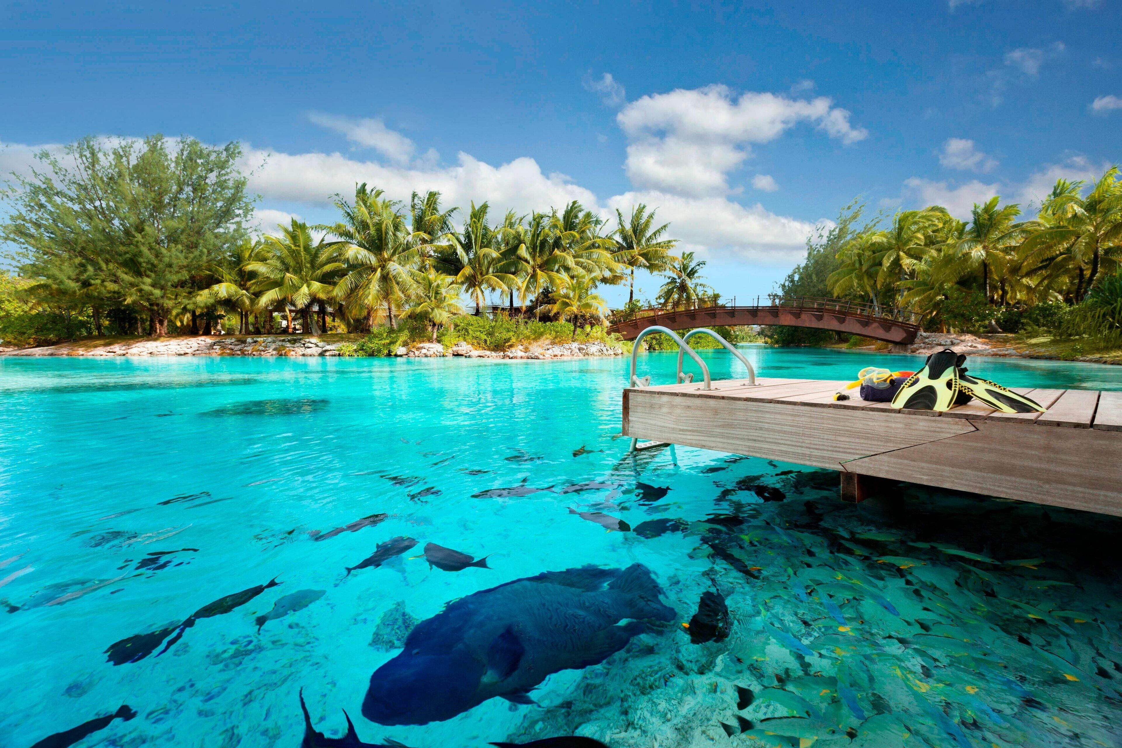 A clear blue pool with a wooden dock, surrounded by palm trees and a bridge.