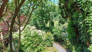 Un sendero en un jardín rodeado de diversas plantas y árboles.