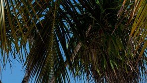 A beach with white lounge chairs and a small table, palm trees, and a clear blue sea with a sailboat in the distance. - Melia Zanzibar (Kiwengwa)