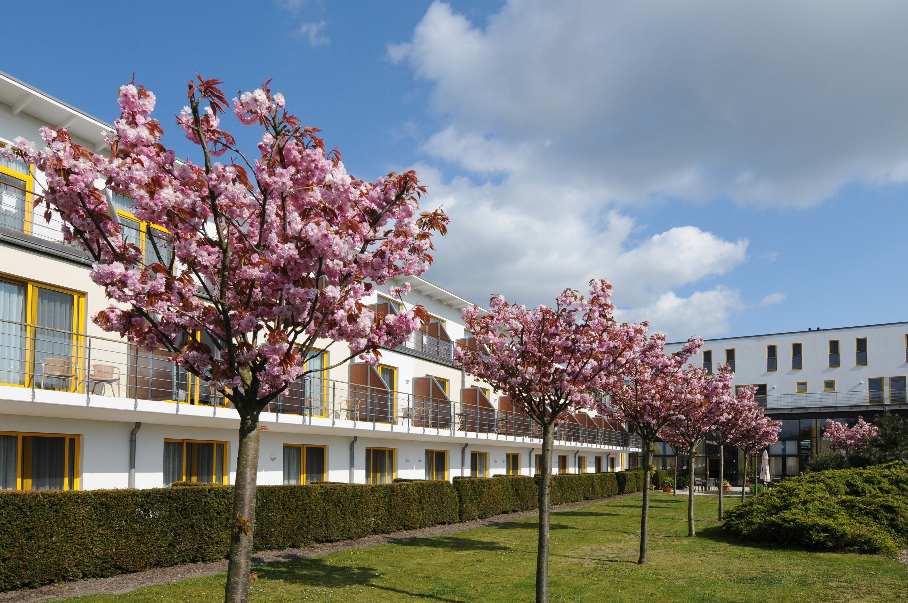 A modern hotel with a row of rooms, a well-maintained lawn, and cherry blossom trees.