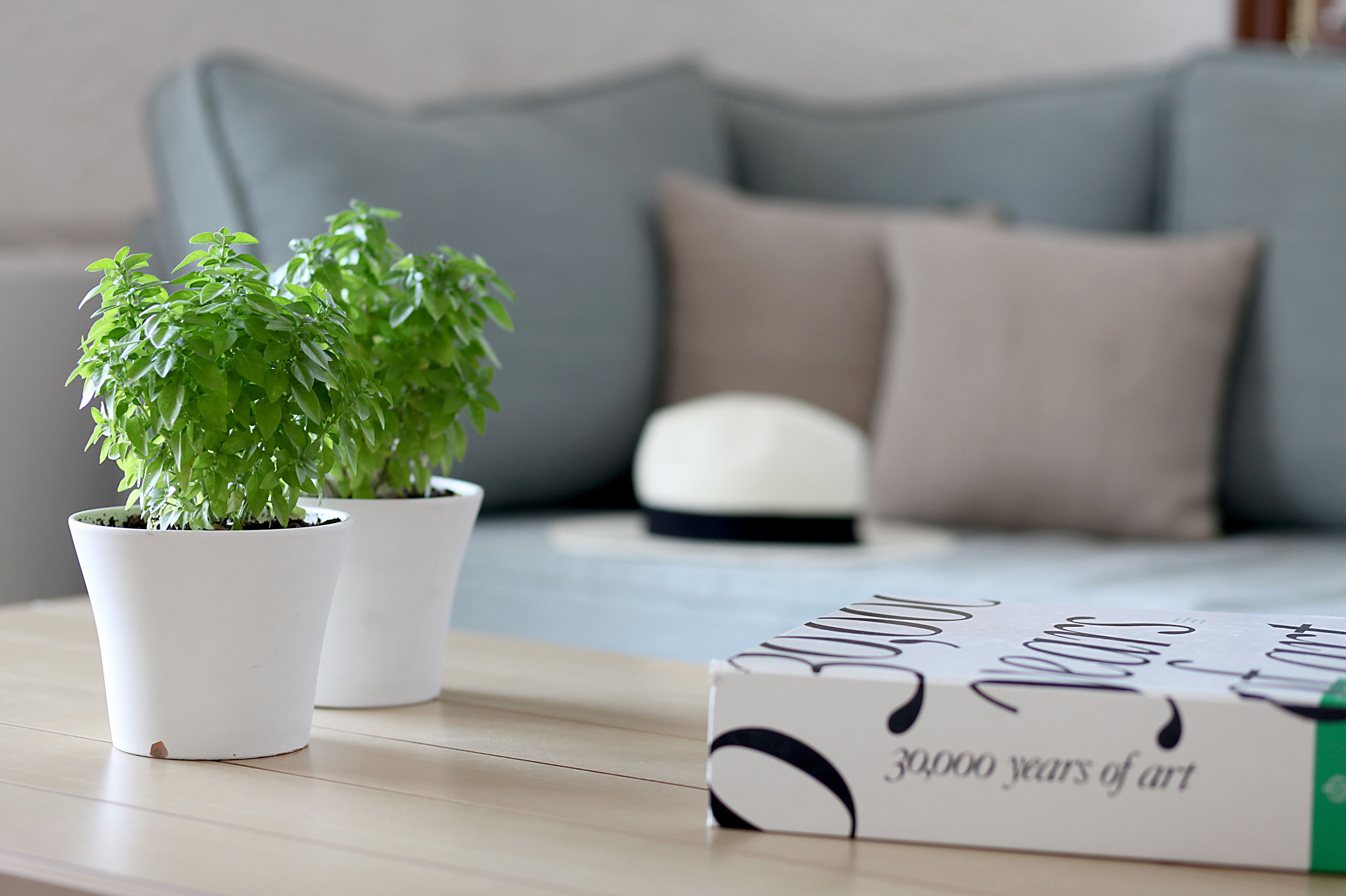 Une plante en pot et un livre intitulé « 3000 ans d’art » sont posés sur une table en bois.