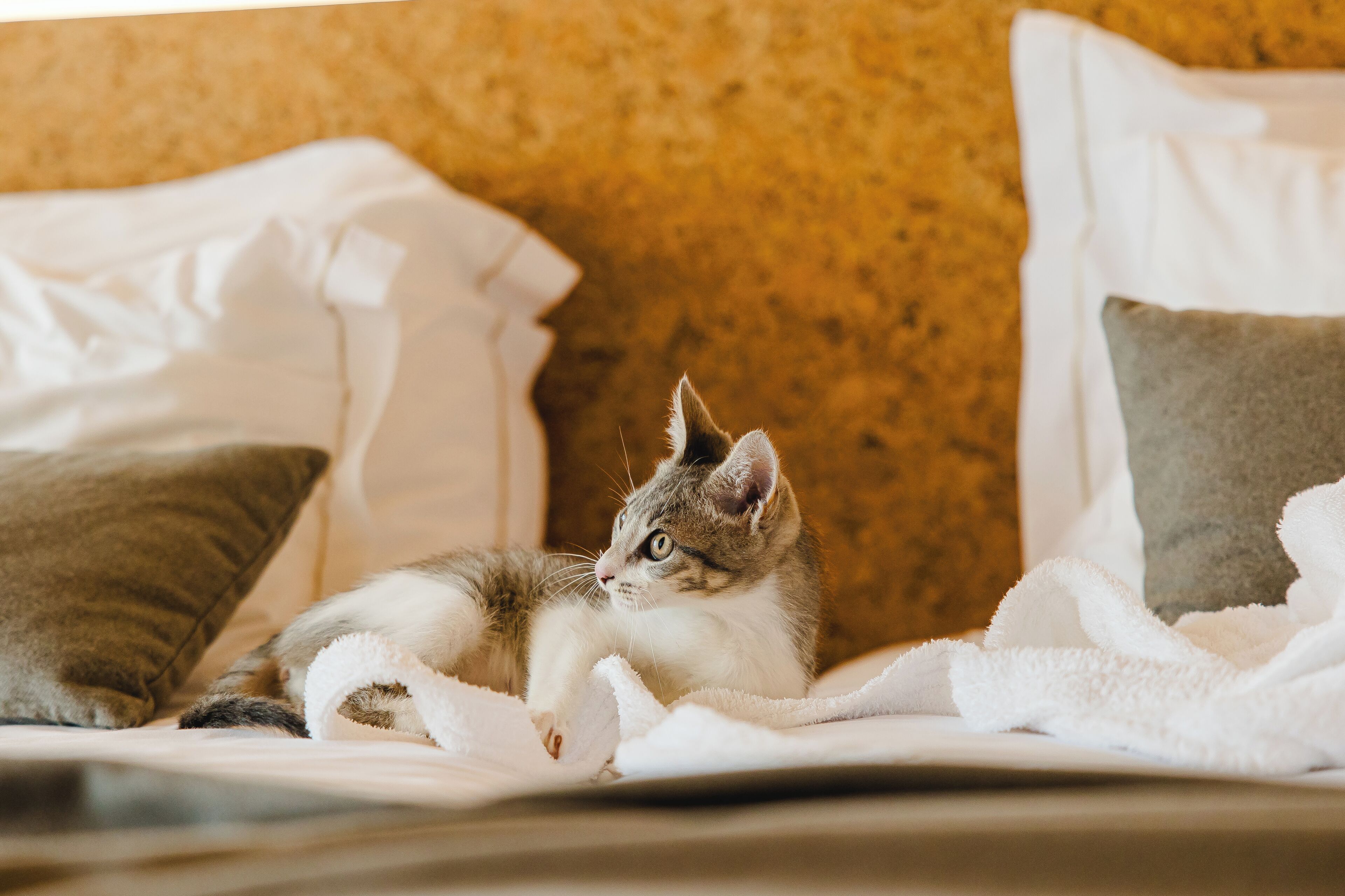 Ein Kätzchen auf einem Bett mit Kissen und einer Decke.