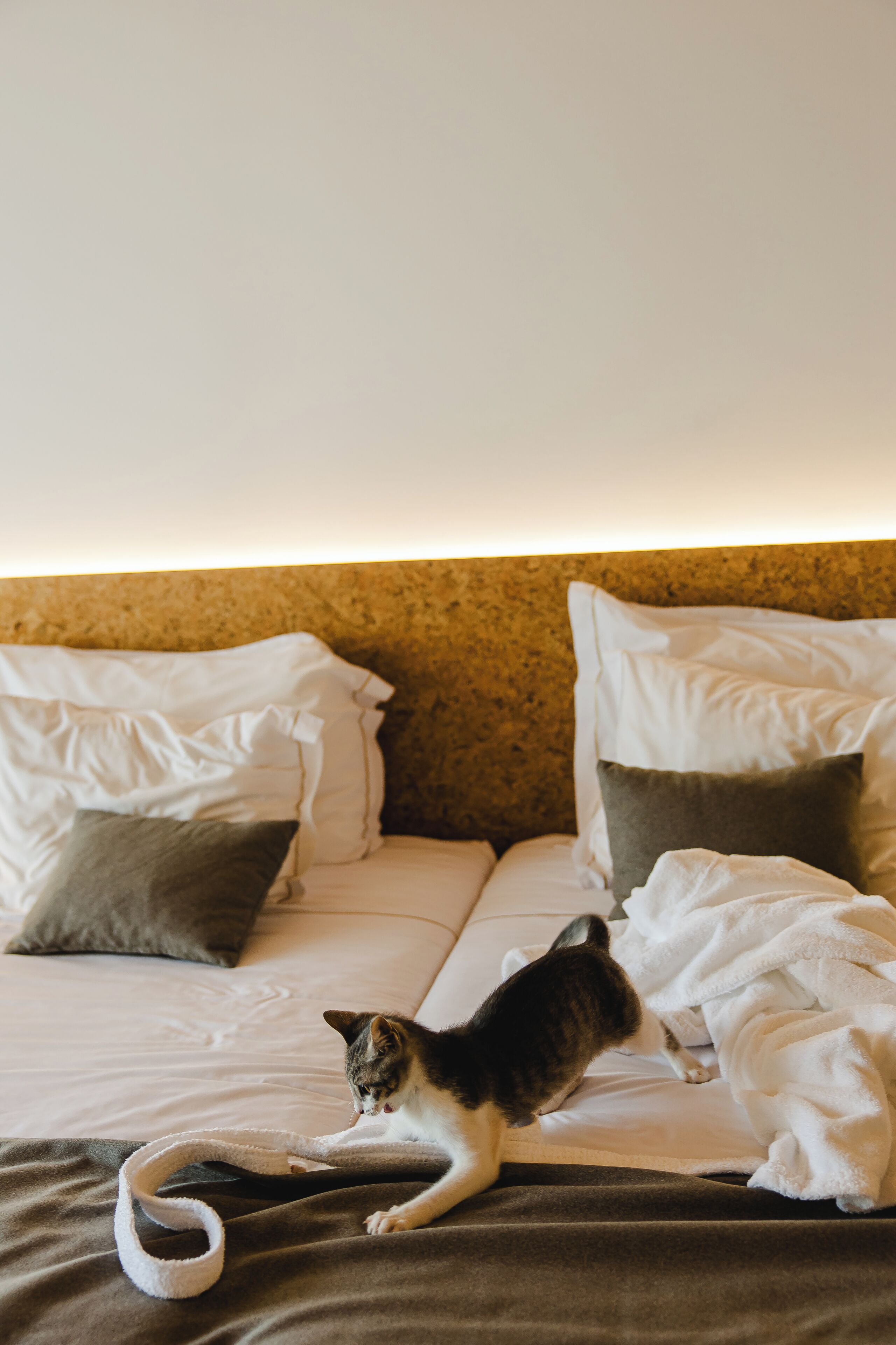A bed with a cat, white pillows, and a blanket.