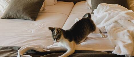 A bed with a cat, white pillows, and a blanket.