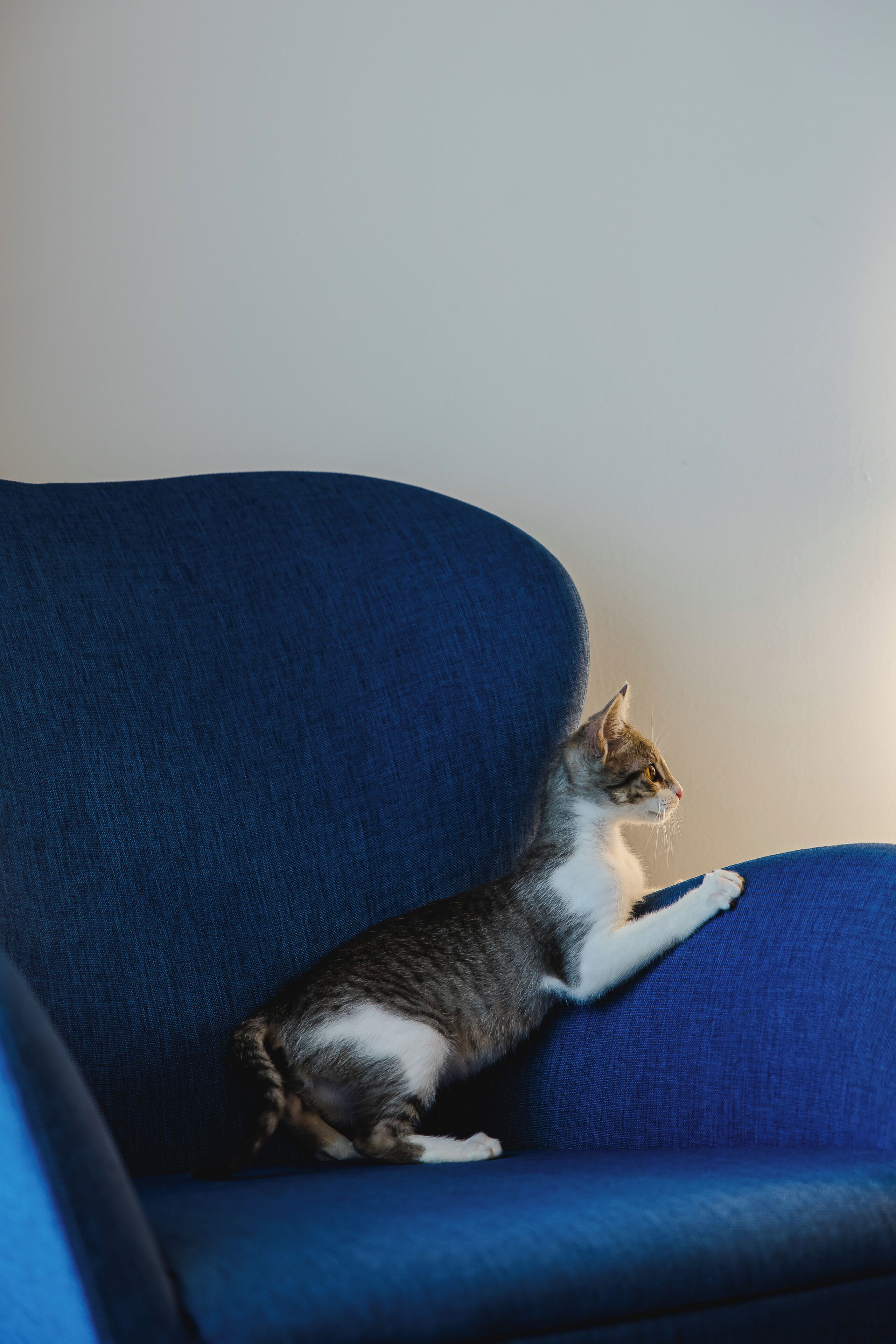 Een kat zittend op een blauwe stoel.