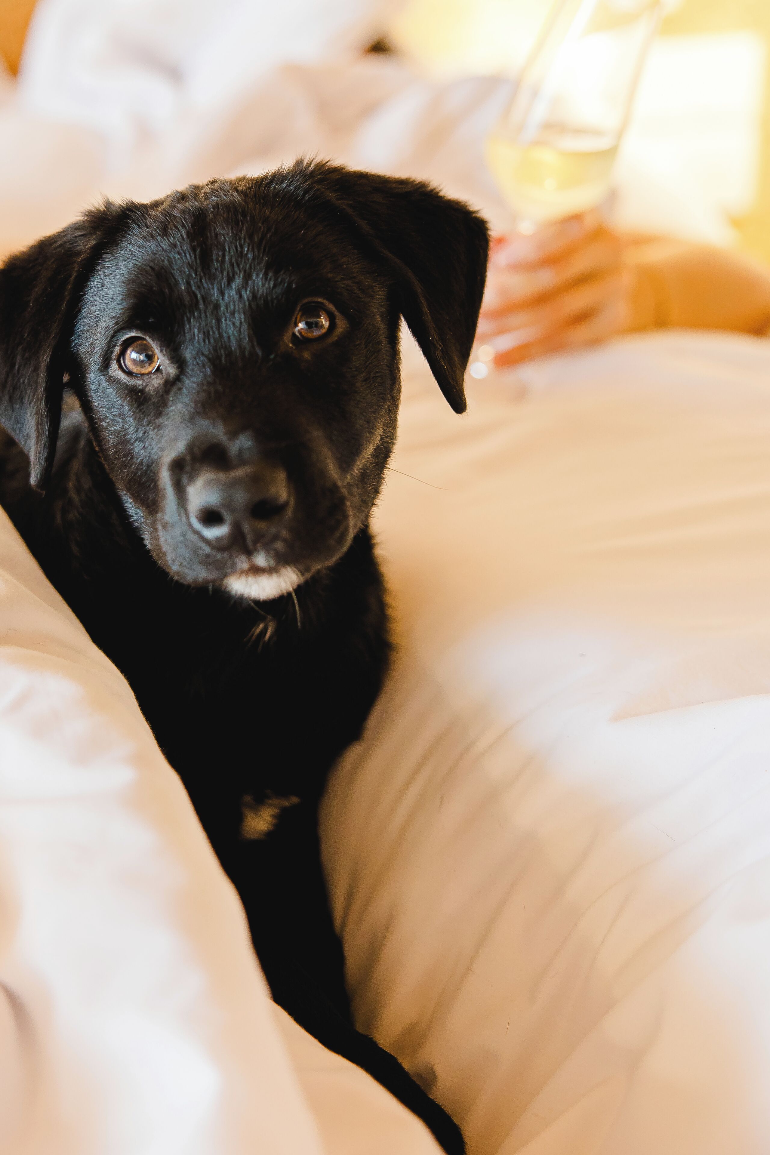 Foto - Canadiano Urban Nature Hotel