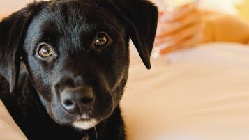 Un perro negro acostado sobre una cama con ropa de cama blanca.