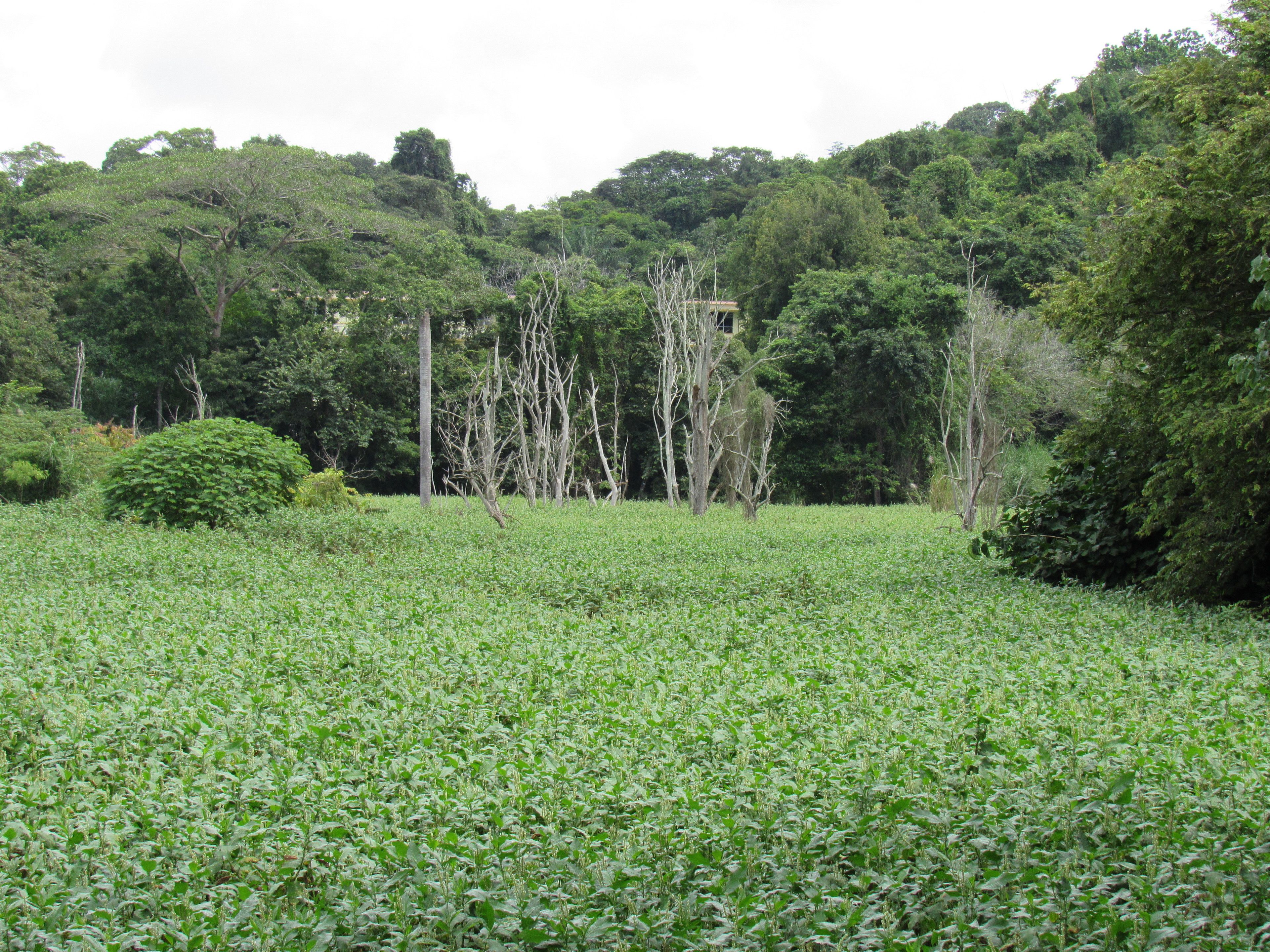 A lush green field with trees and a hill in the background.