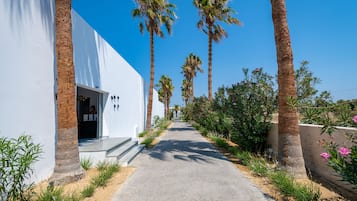 A pathway flanked by palm trees and a white building with a modern architectural style.