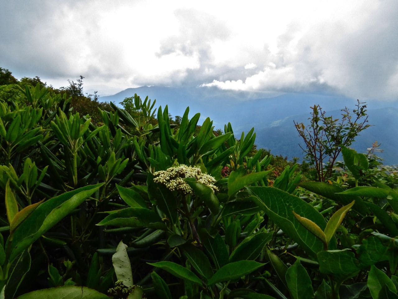 A lush green landscape with dense foliage and a mountain in the background.