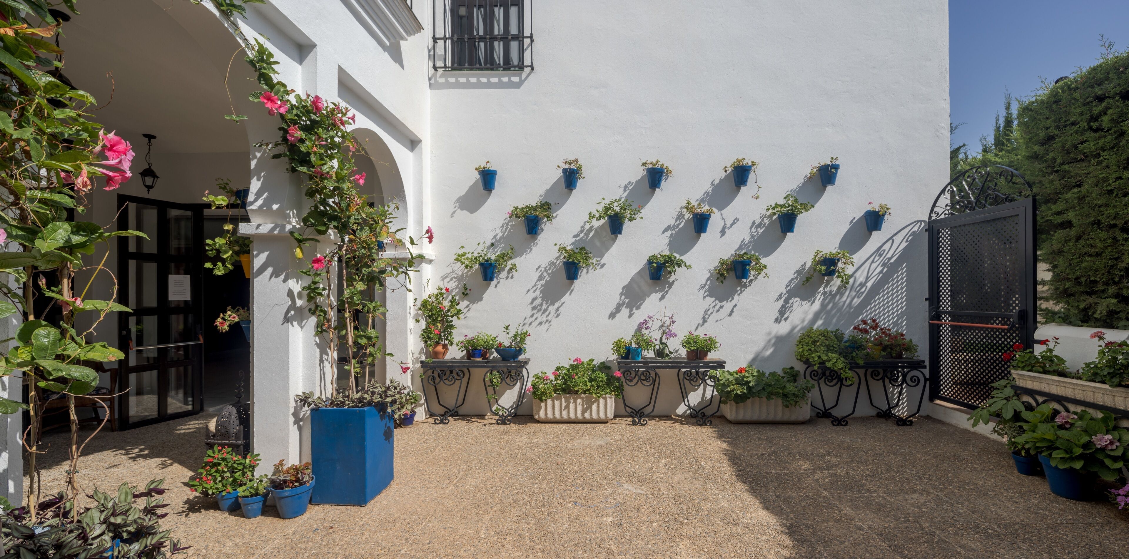 A courtyard with a white wall, potted plants, and a gate.