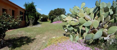 A garden with a large cactus, a building with a tiled roof, and a pathway.