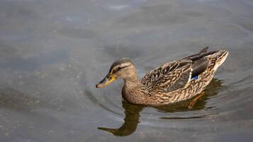 Un pato nadando en el agua.