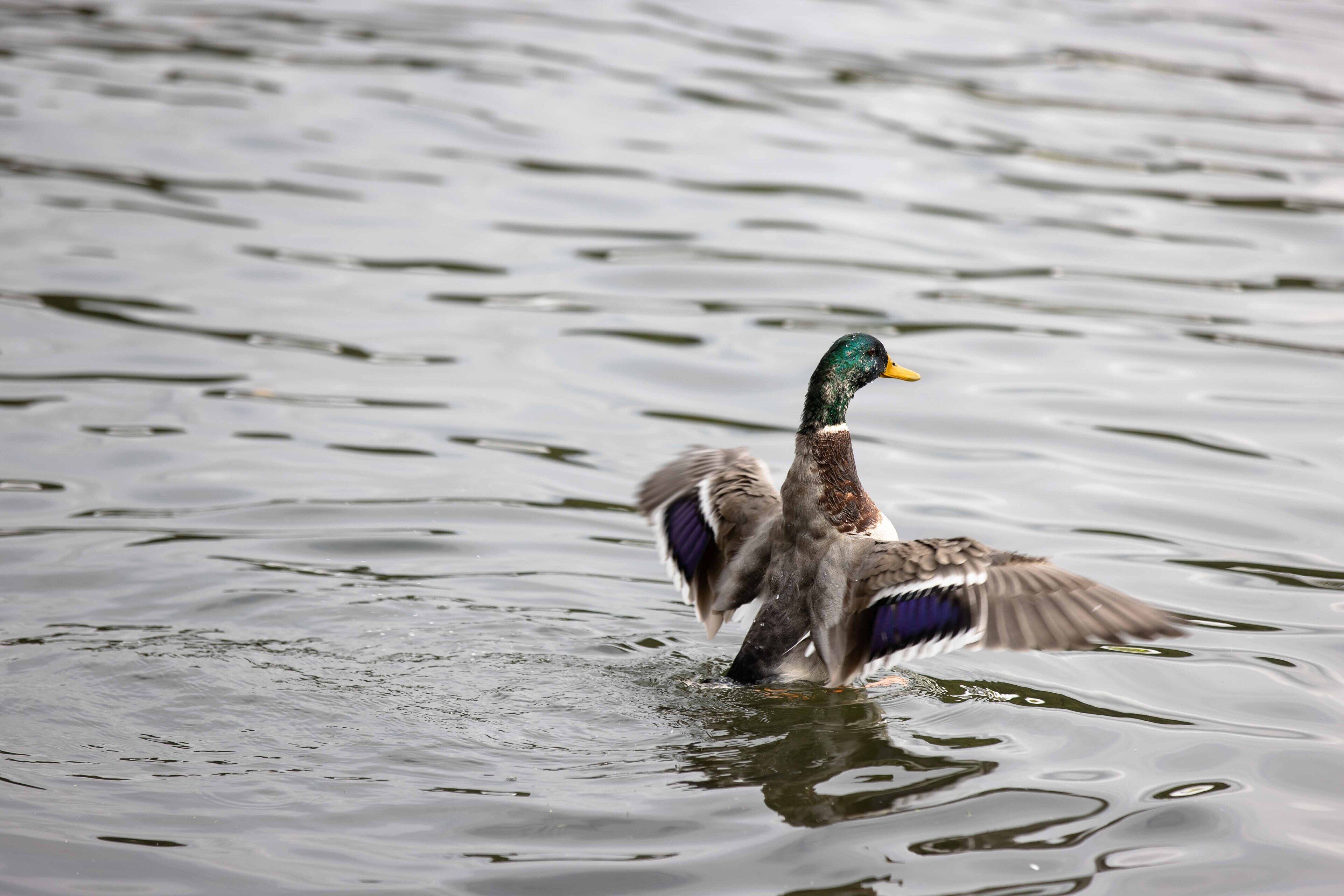A duck swimming in water.