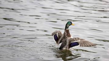 A duck swimming in water.