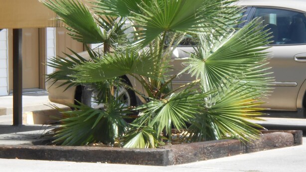 Property grounds - Glennville Inn (Glennville)