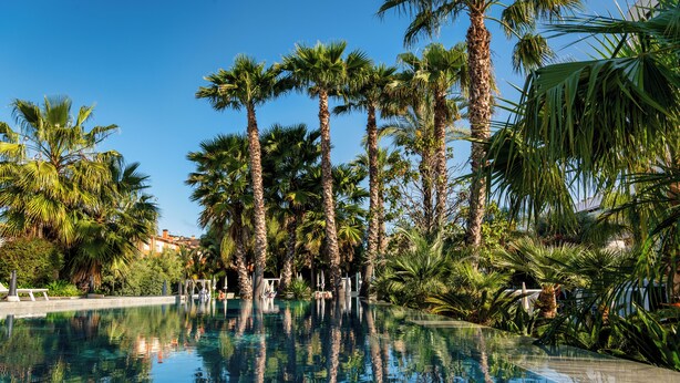 A clear pool surrounded by tall palm trees and lush greenery, with a clear blue sky above.