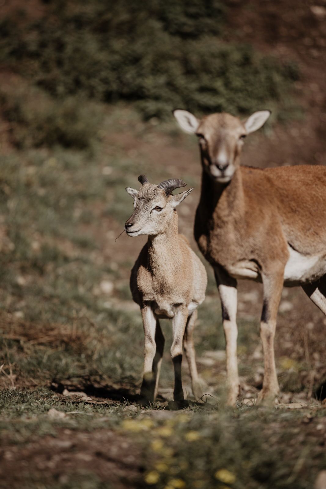 A baby goat standing next to an adult goat in a grassy field.