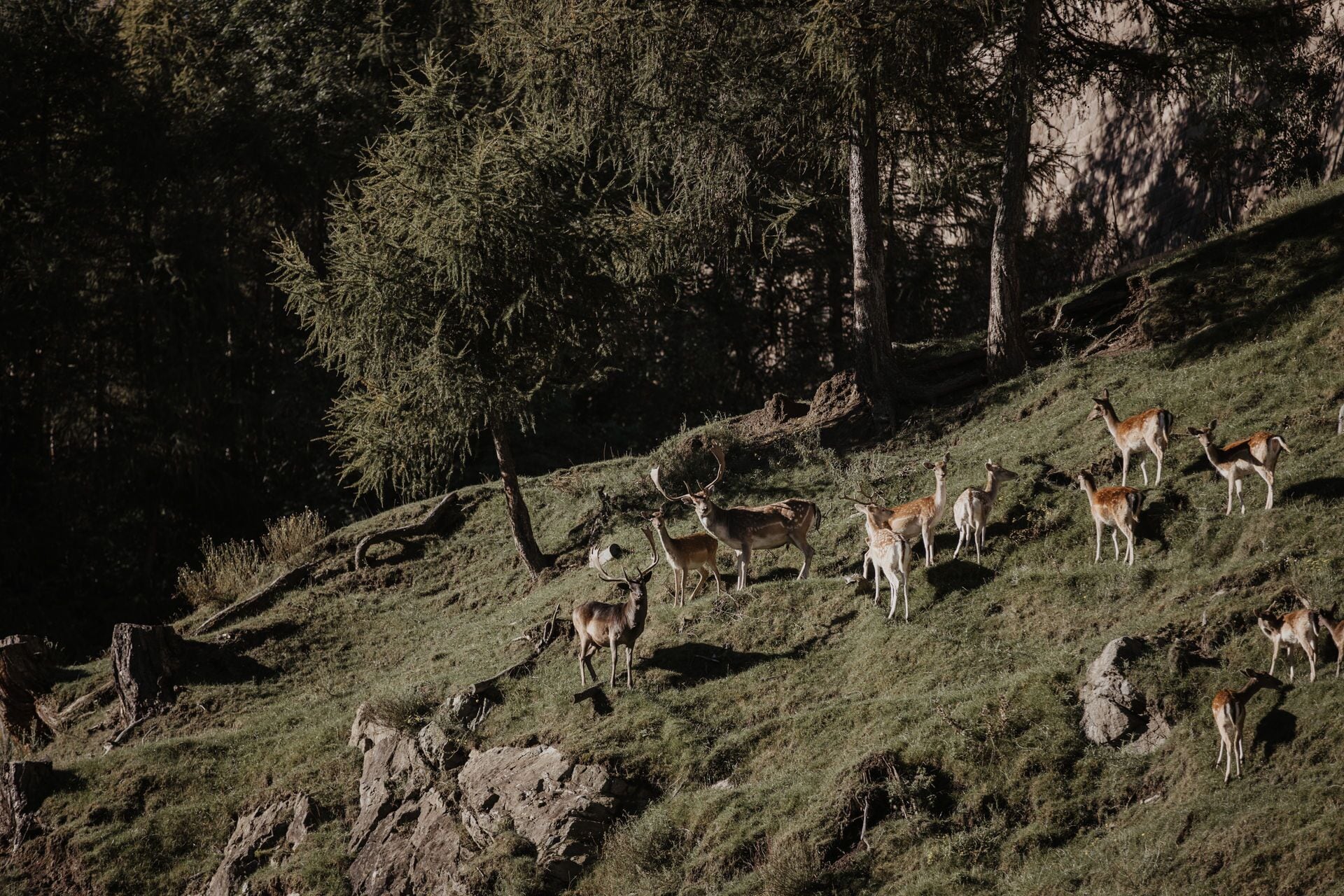 Foto - Parkhotel Matrei