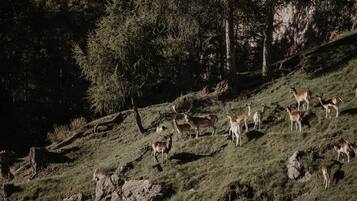 Un grupo de ciervos en una ladera cubierta de hierba, con árboles al fondo.