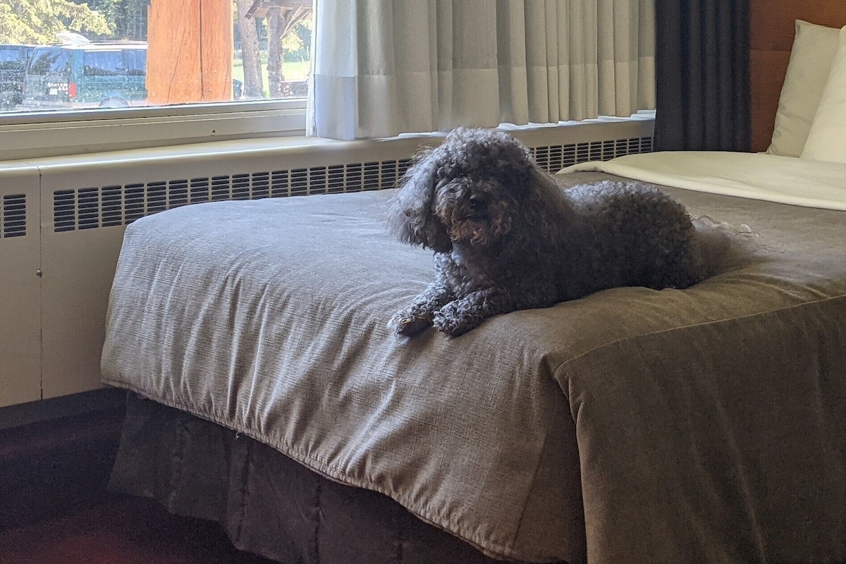 A small, curly-haired dog lying on a bed with a beige blanket.