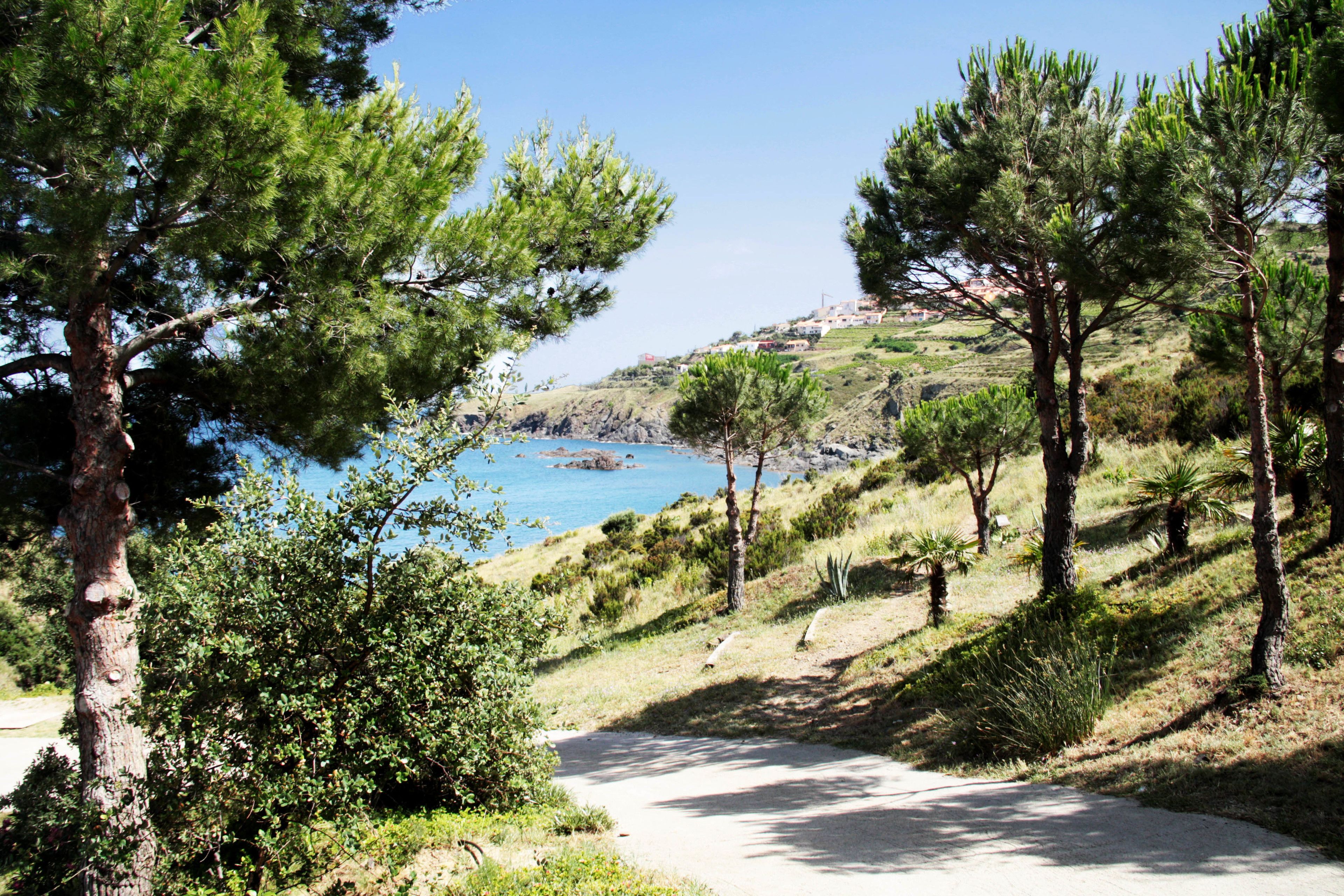 A coastal path with pine trees and a view of the sea.