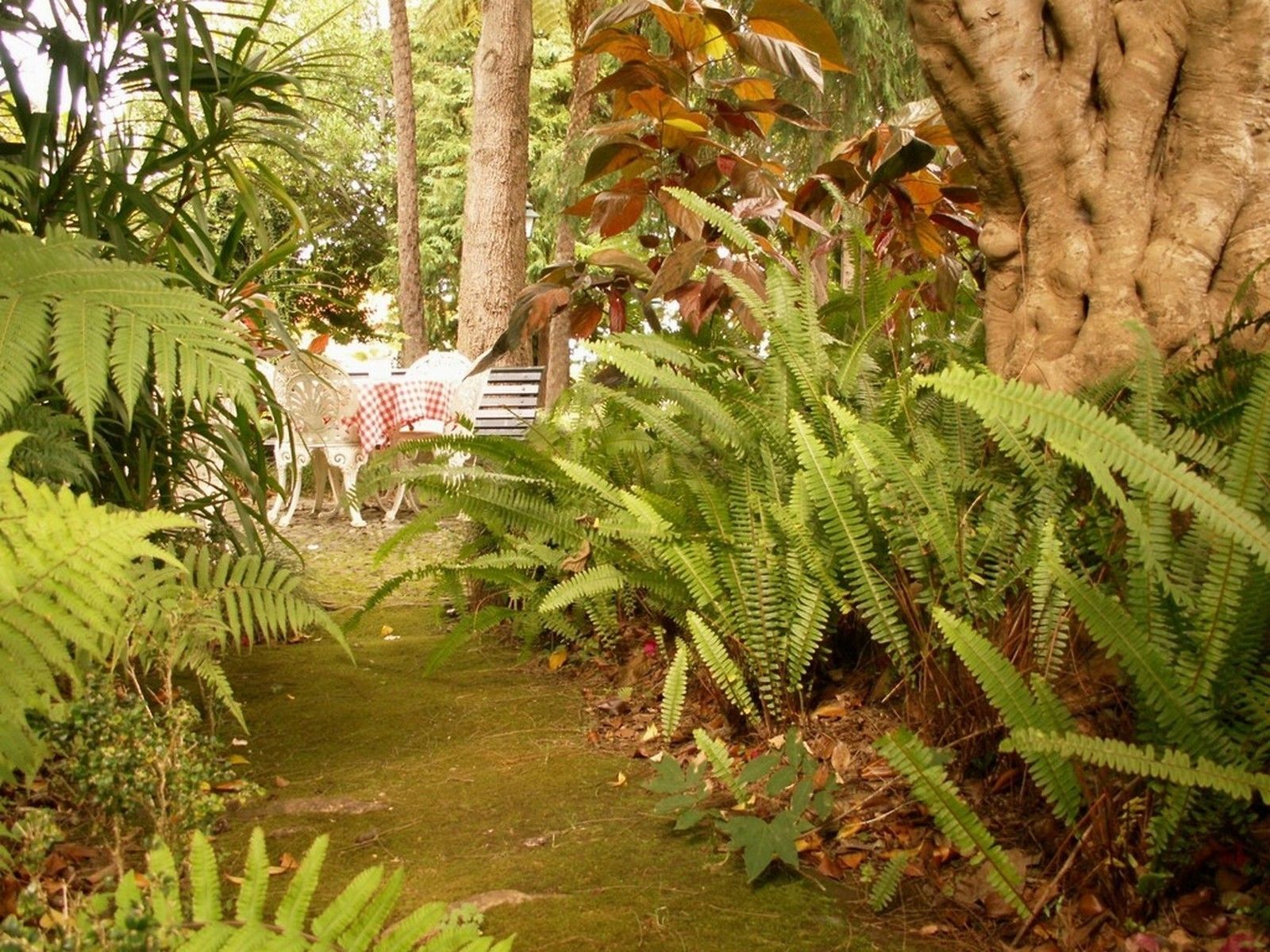 A garden pathway surrounded by ferns and trees, leading to a white bench and a table with a red and white checkered tablecloth.