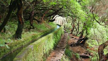 Un sendero de piedra estrecho bordeado por muros cubiertos de musgo y vegetación densa.