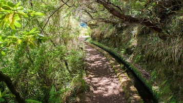 En smal sti i skoven omgivet af frodig vegetation og mosbegroede sten.