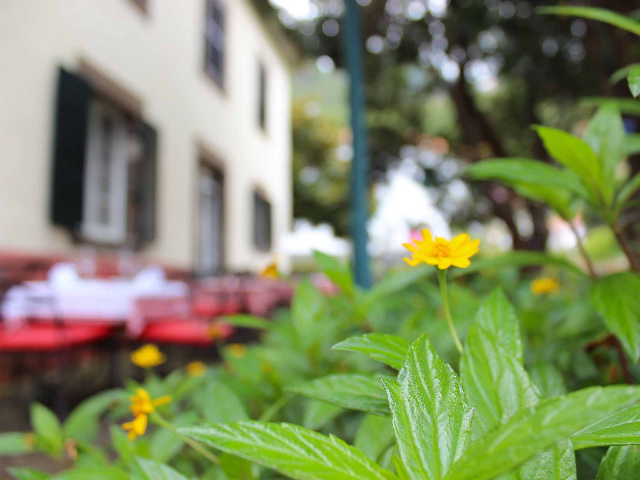 Un edifici amb façana blanca i persianes fosques, envoltat de vegetació i flors grogues.