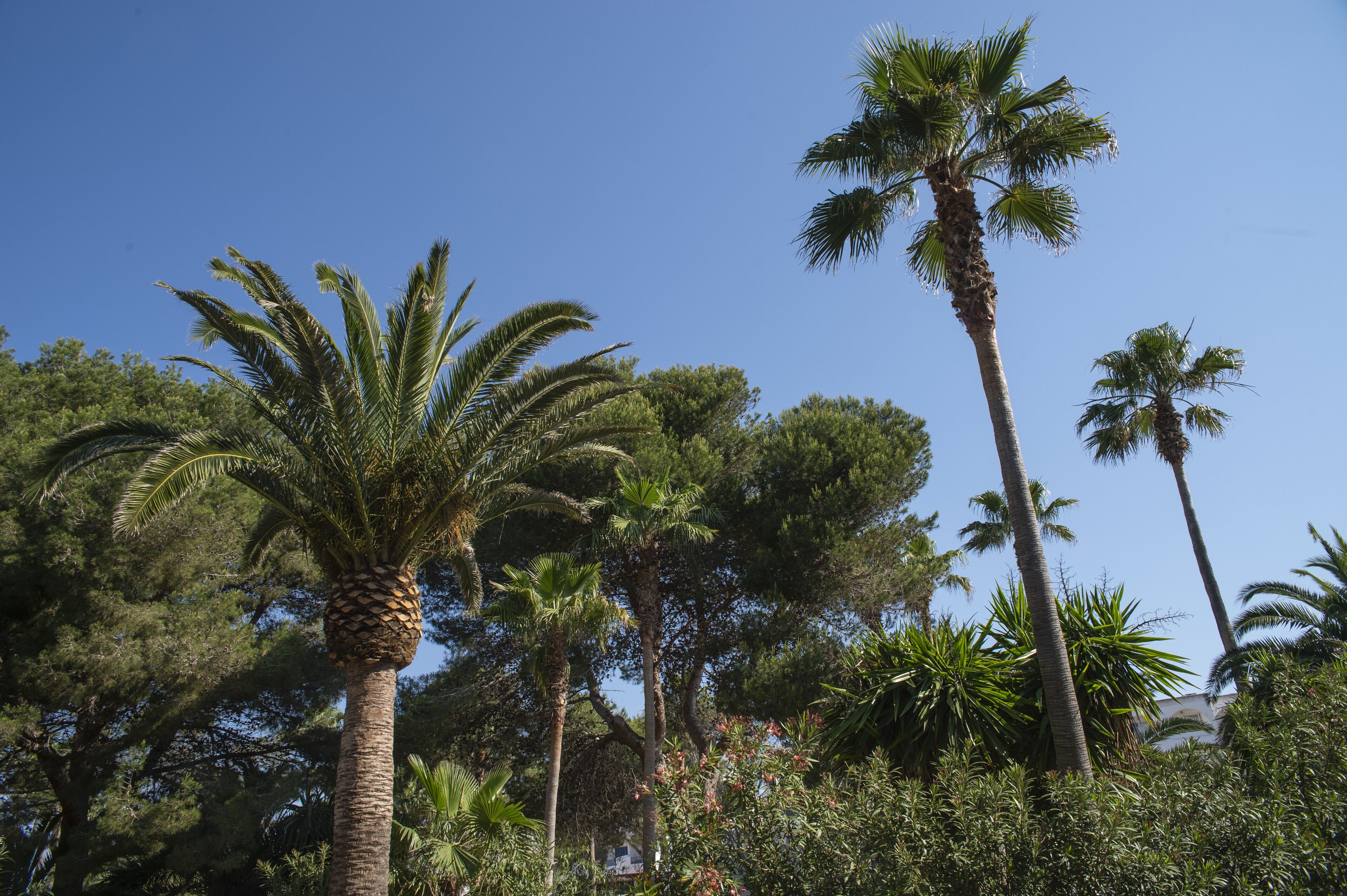 Foto - Aparhotel Pierre & Vacances Mallorca Cecilia