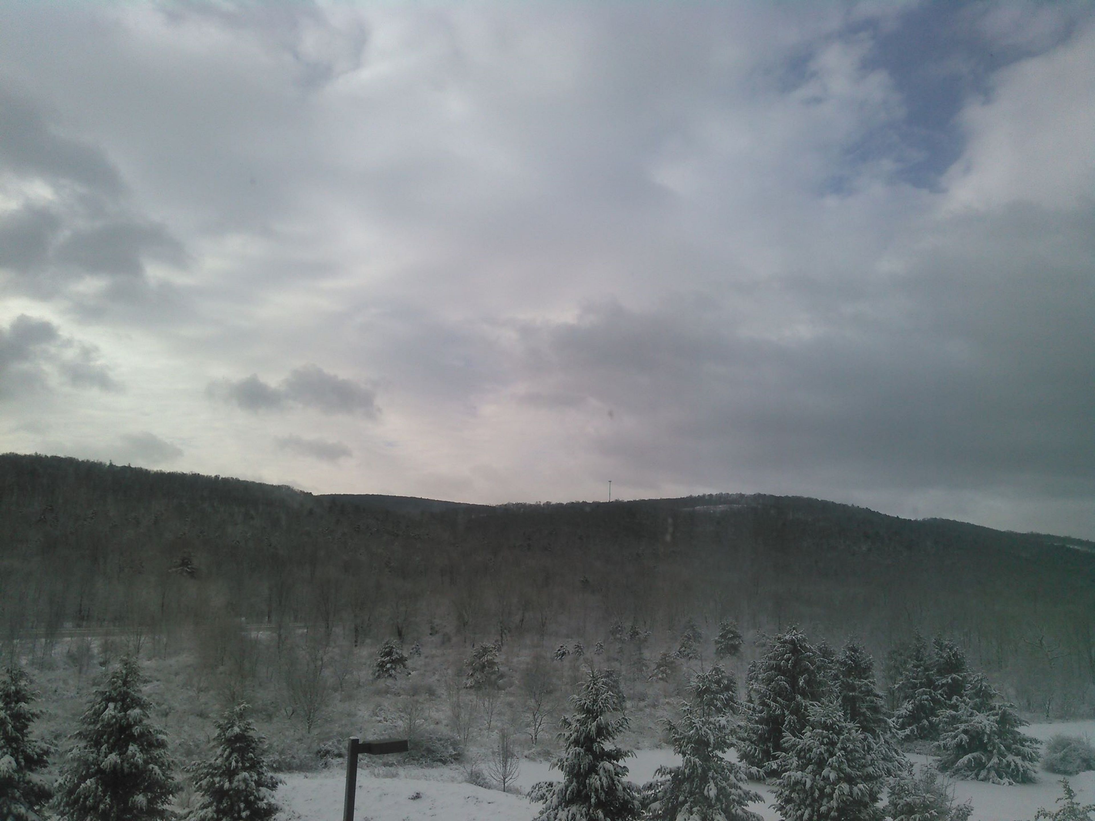 A snowy forest landscape with a clear sky.