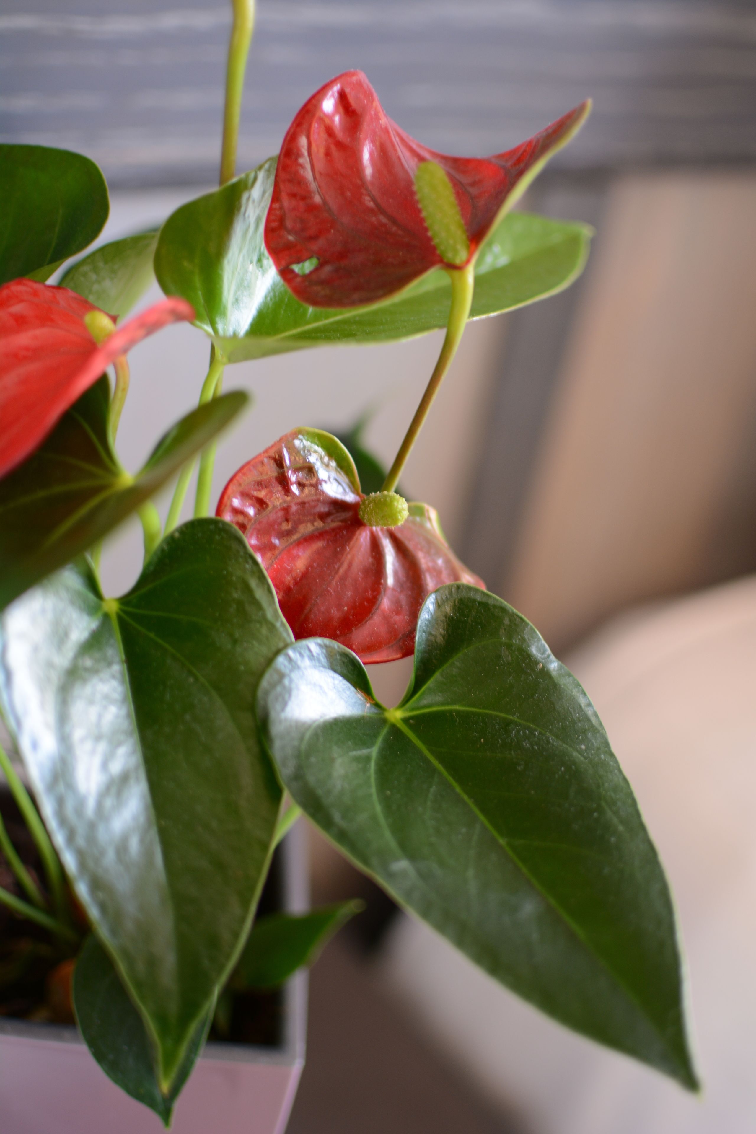 Photo - Hotel Gratte-Ciel Ariana