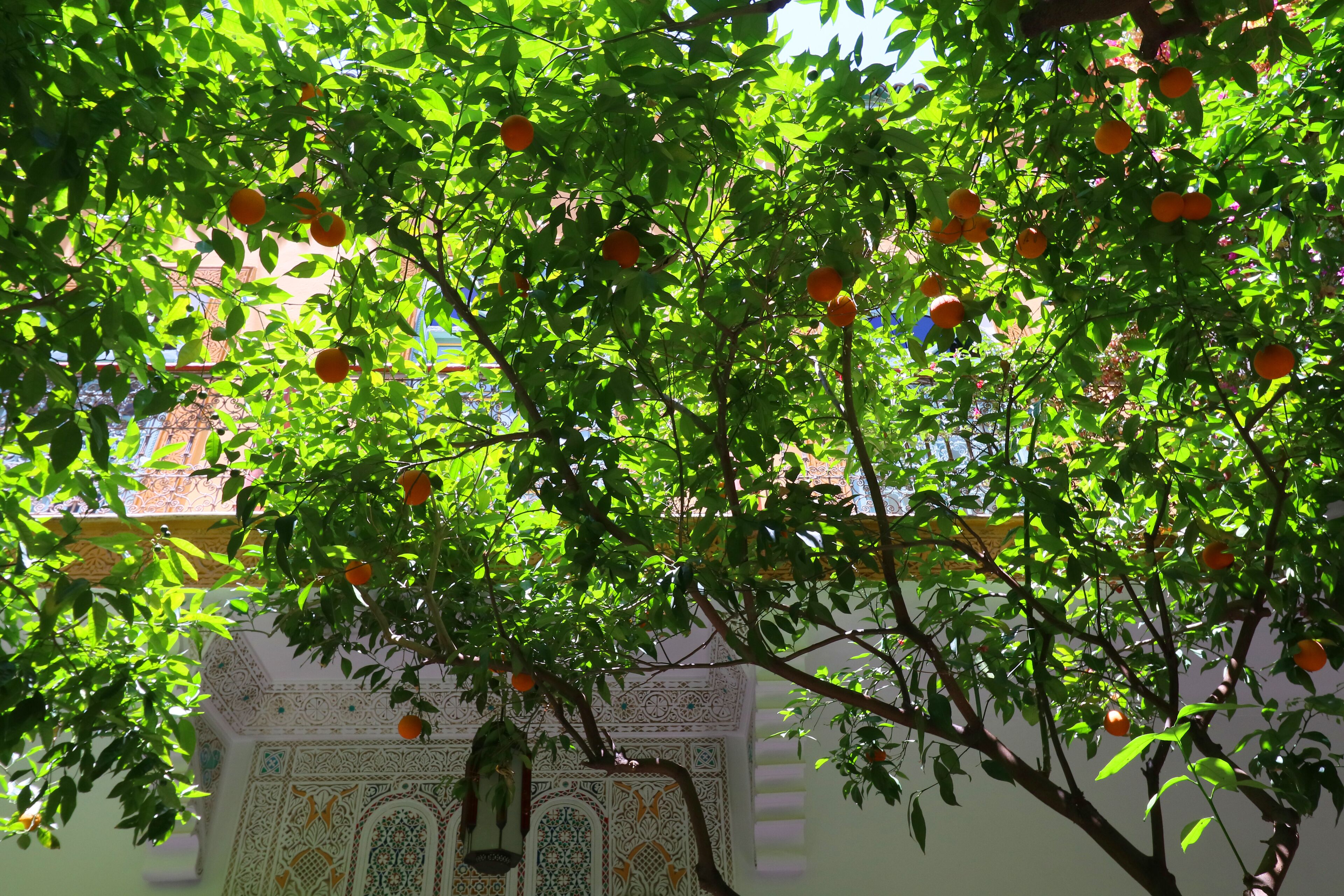 A tree with oranges and a building with intricate tile work.