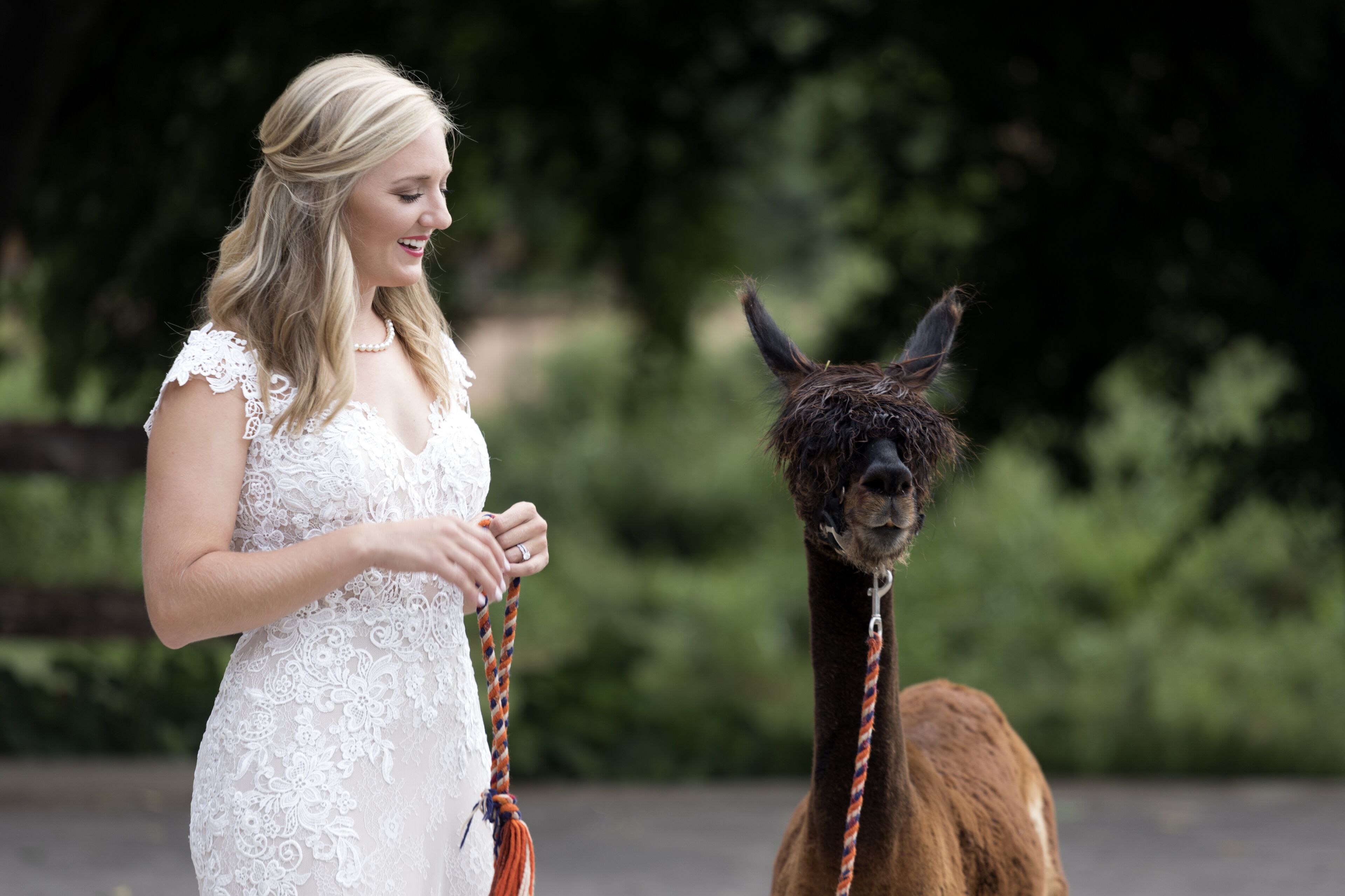 A person in a white dress holding a llama's lead.