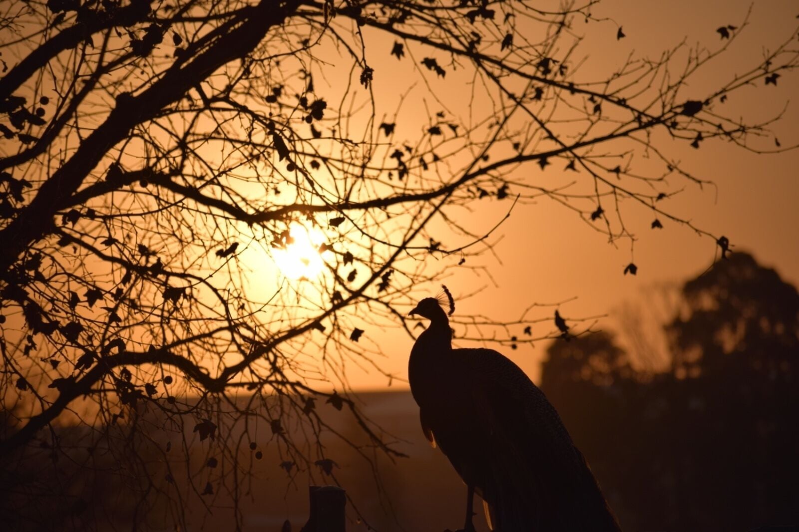 A silhouette of a bird, possibly a turkey, against a sunset with branches in the foreground.