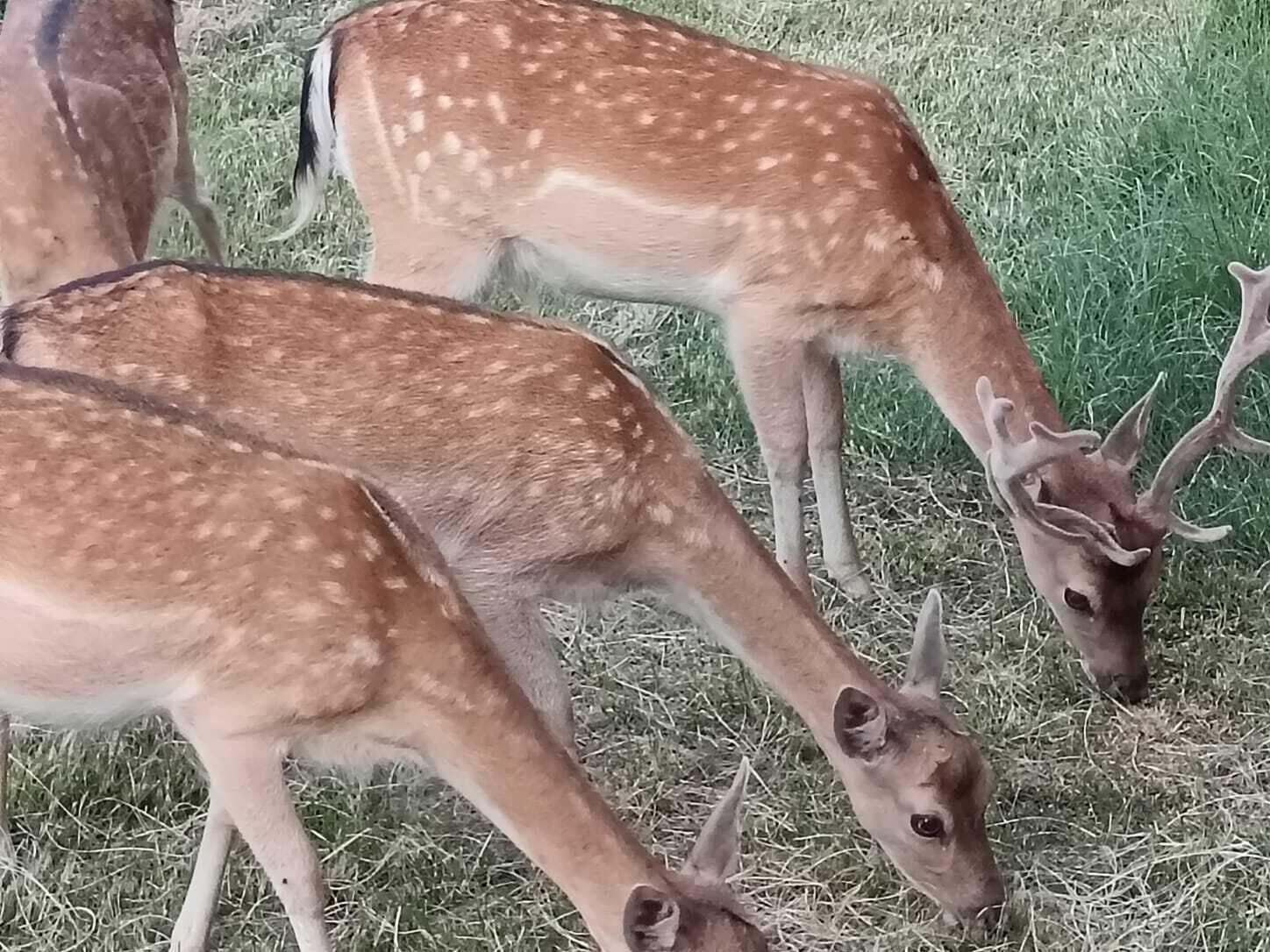 Un grupo de ciervos pastando en un campo cubierto de hierba.