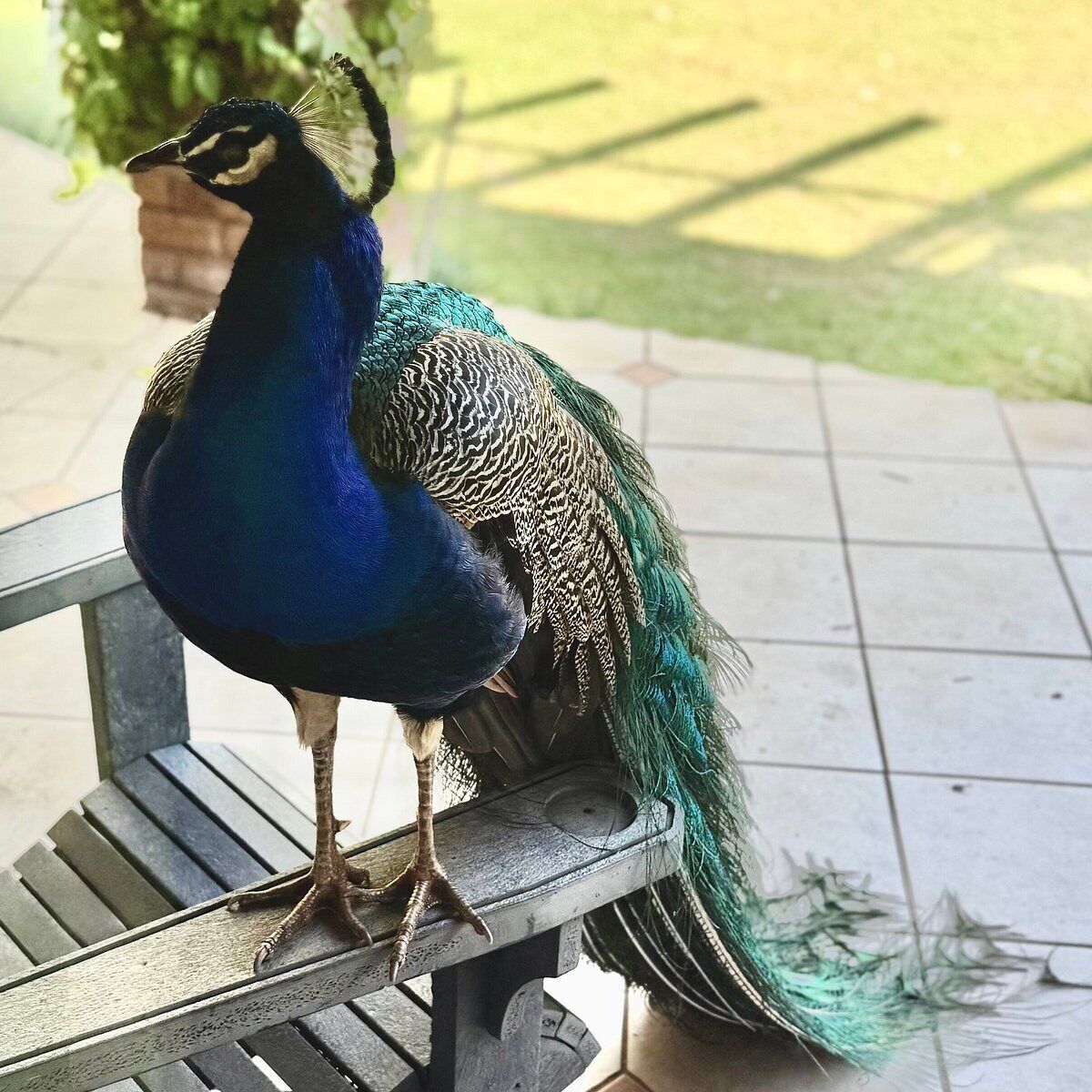 A peacock perched on a bench.