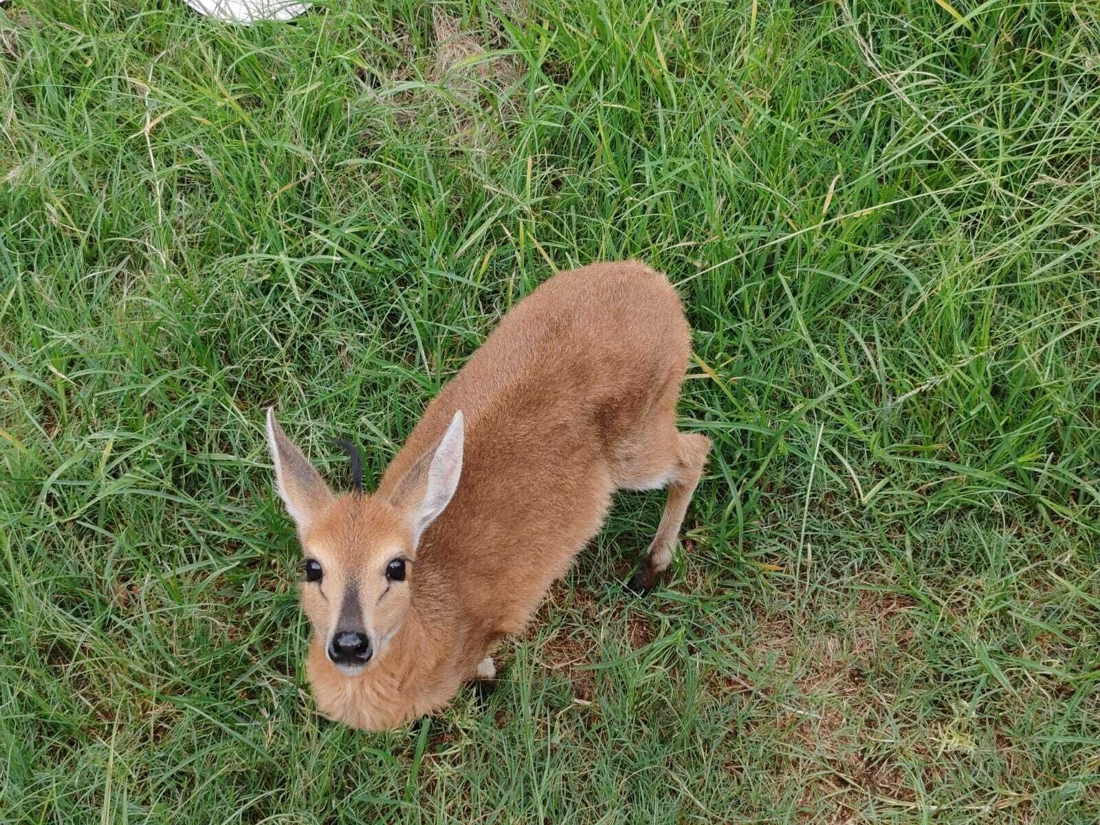 觀賞野生動物