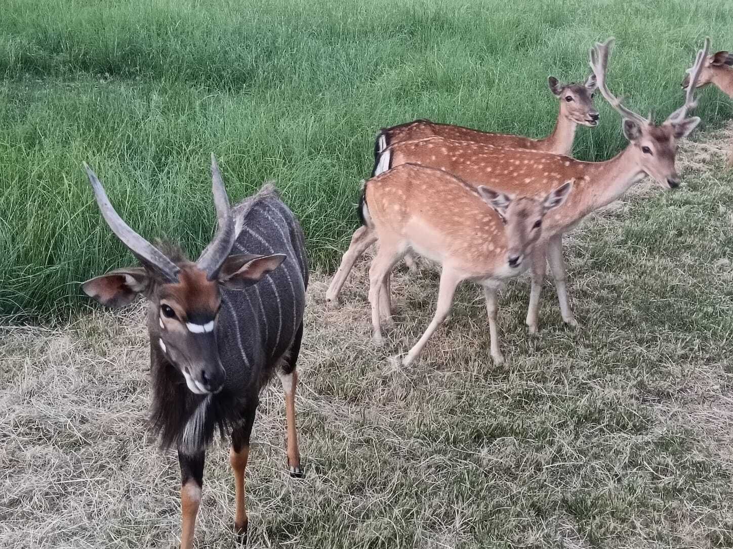 Un grupo de ciervos en un campo cubierto de hierba.