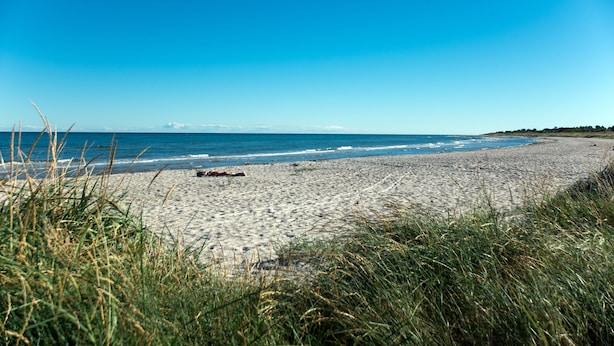 Une plage avec un ciel dégagé, un rivage sablonneux et quelques touffes d’herbe au premier plan.