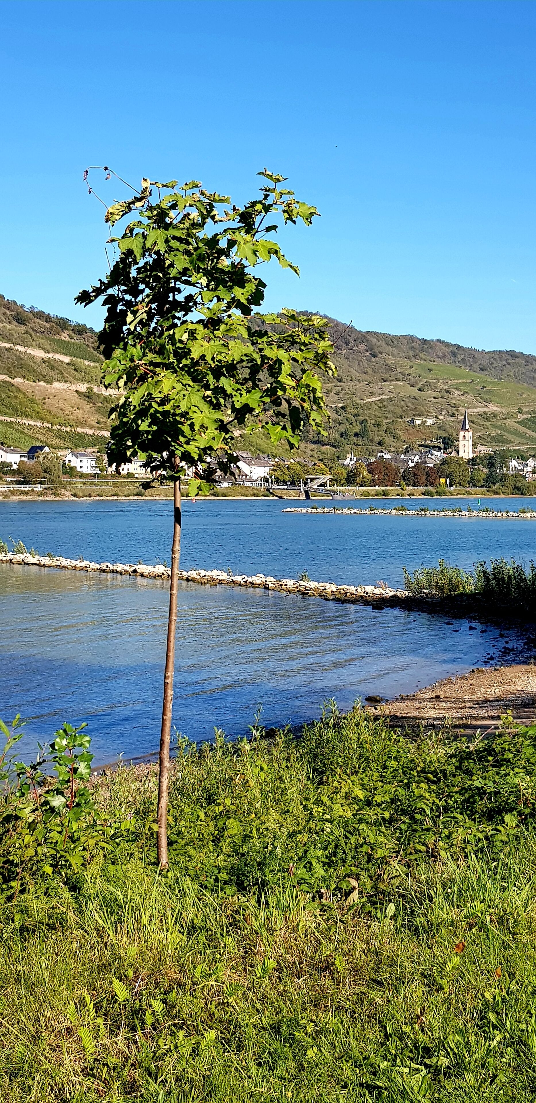 Un árbol junto a un lago tranquilo, con una iglesia y casas al fondo.