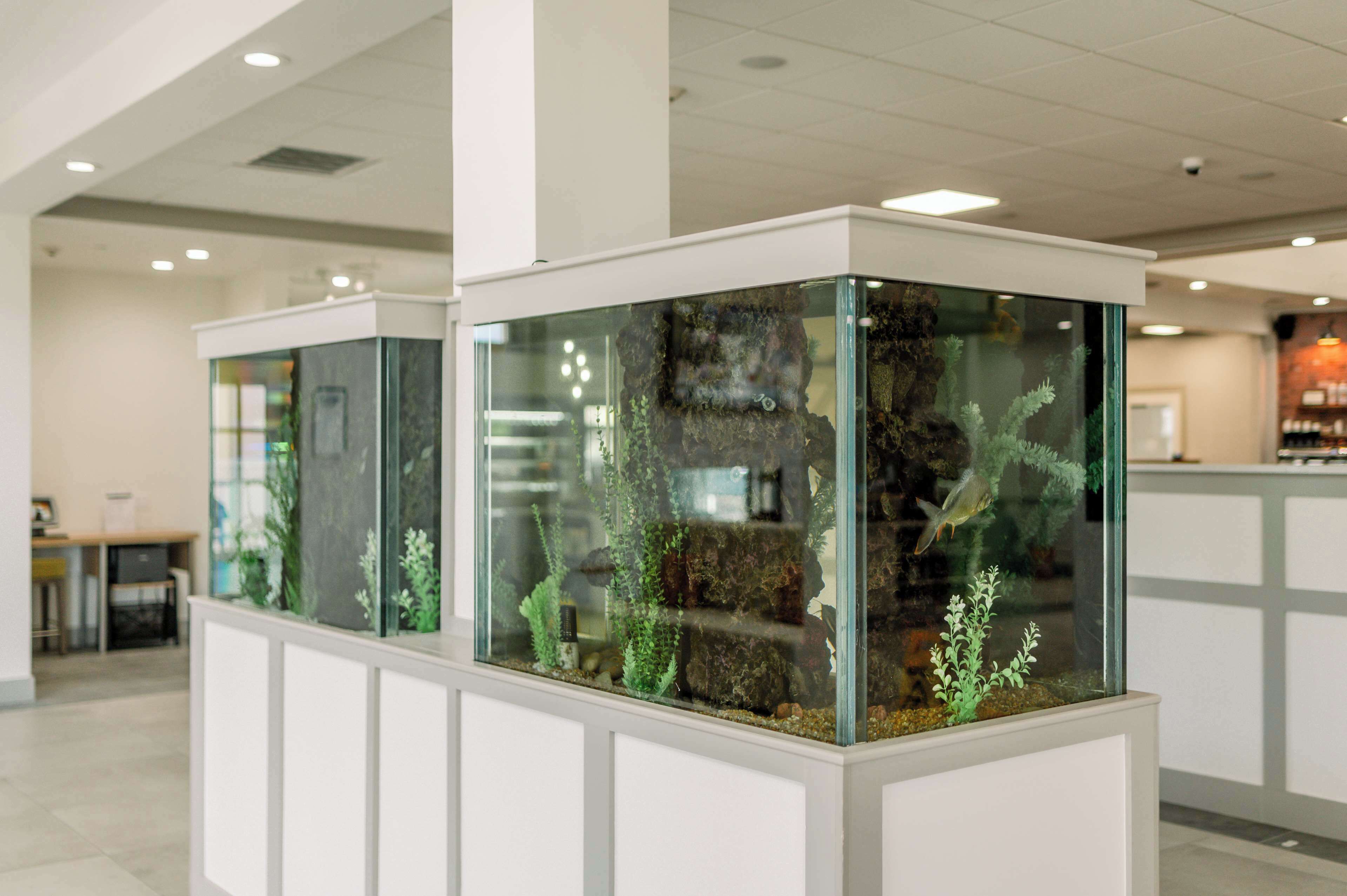 Two glass aquariums with aquatic plants and fish in a modern indoor setting.