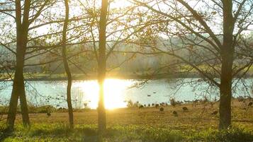 Un paysage paisible au bord d’un lac, avec des arbres et des canards.